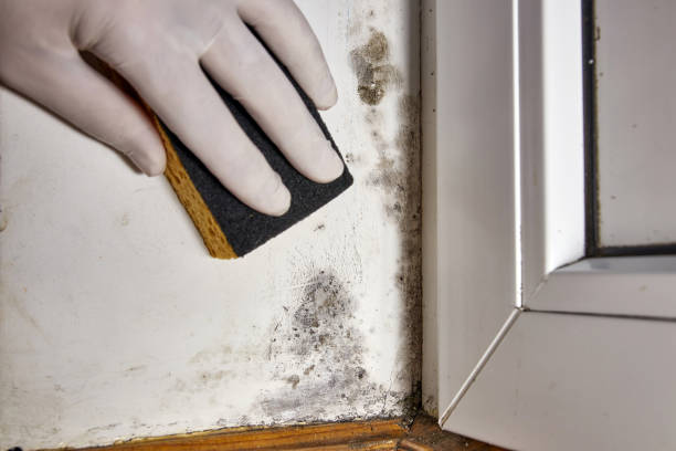Best Attic Mold Removal  in Rock Island, IL